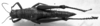 CollectionObject 1532918; c14cef56-0a9a-417e-b5f9-e83b0900c4ee: Image Carbonell, C.S. female, dorsal view (syntype or paralectotype). (CollectionObject).
