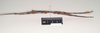 CollectionObject 1558589; a45cfd83-a497-4a20-9695-2ba15312282d: copyright Natural History Museum, London. female, lateral view (paratype). (CollectionObject).