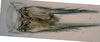 Subgenital plate: !! display not done !! on T2460: Loeia Duan, 2017: (Observation).