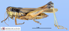CollectionObject 1514303; 682146b5-21be-4e20-ab0e-d8de25e1fe71, MLP3381/2: female, lateral view (paratype). (CollectionObject).