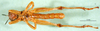 CollectionObject 1500927; 3ffc24a7-3b9b-402c-b662-270b06513c16: male, ventral view (holotype). (CollectionObject).