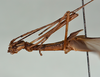 CollectionObject 1561452; USNM(SF IMPORT DUPLICATE) 7348, 4ff01786-ae5b-4855-99ed-4e59e6f66f97: copyright USNM, Washington. female, head & thorax: lateral view (holotype). (CollectionObject).