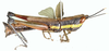 Racilia femoralis Stål, 1878: female, lateral view. (Otu).