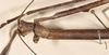 CollectionObject 1557400; a4201265-e4a5-4a62-be2f-58ec38975bd1: copyright OUMNH. female: head, dorsal view of synonym Phibalosoma calametum (holotype). (CollectionObject).