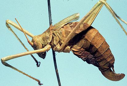 female, lateral view (holotype). Depicts CollectionObject 1522643; 8779efb6-0ea3-4f29-acff-15ae2f3fad65, a CollectionObject.