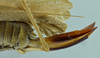 CollectionObject 1531880; 4f4c2297-5f8c-45d6-97b7-8d1b4a02e1c5: female terminalia, lateral view (holotype). (CollectionObject).