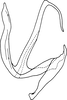 Aedeagus, lateral view on Anufrievia badjawae Dworakowska, 1976: Aedeagus, lateral view. (Observation).