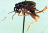 CollectionObject 1501927; a742c382-4a0d-4ae1-beae-3a542aaa4155: female, lateral view. (CollectionObject).