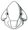 Flexamia reflexa, face. Depicts Head, an Observation.;Flexamia reflexa, face. Depicts Head, an Observation.