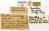 CollectionObject 1587182; MNHN(SF IMPORT DUPLICATE) MNHN-EP-EP1096, a788e2d4-256d-48d8-bfec-83056c6ff1b1: CC BY-NC-ND 4.0/MNHN - Depraetere Marion - 2014. Non type, male. Specimen number: MNHN-EP-EP1096. http://coldb.mnhn.fr/catalognumber/mnhn/ep/ep1096. (CollectionObject).