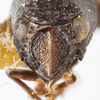 Head: !! display not done !! on Bruchomorpha duocantha Caldwell, 1945: (Observation).