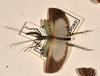 CollectionObject 1558284; 9fc7ed33-3550-471f-8e14-9c3838d7ce4c: copyright OUMNH. male, dorsal view (syntype). (CollectionObject).;CollectionObject 1558285; ad47c116-5c57-4e7d-af86-1e2d66166cd2: copyright OUMNH. male, dorsal view (syntype). (CollectionObject).