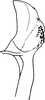 Aedeagus, lateral view: Aedeagus, lateral view. (Observation).