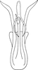 Aedeagus, ventral view on Aguriahana metallica Distant, 1918: Aedeagus, ventral view. (Observation).