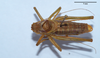 CollectionObject 1476024; 8a539a44-78d1-457b-b2b4-00912d14b913: male, dorsal view. (CollectionObject).