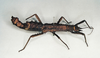 CollectionObject 1563728; 96b7c975-1869-44f4-8565-e00e20deb125: copyright O. Zompro. female of synonym Acanthoderus occipitalis (paralectotype). (CollectionObject).