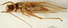 CollectionObject 1501930; 76b329a2-b6d7-4e42-9ed5-10149ebce569: female, ventral view. (CollectionObject).