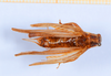 CollectionObject 1540494; c62d6514-f587-4966-a28e-a67e7aad28dd: male, dorsal view (holotype). (CollectionObject).