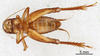 CollectionObject 1522887; 452d108d-8f8c-43c6-a616-6c388fa608b4: Male, ventral view (holotype). (CollectionObject).