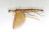 CollectionObject 1560600; ca7787a3-d37a-4526-9853-fcdc1b8b5065: copyright ETHZ. male, lateral view of synonym Ocellata trifasciata (holotype). (CollectionObject).