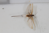 CollectionObject 1506587; 89ec8333-6d22-4e07-973b-8005501f7070: male, dorsal view (syntype). (CollectionObject).