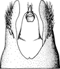 Pygofer, dorsal view: !! display not done !! on Pendarus (Remadosus) magnus (Osborn & Ball, 1897): Pygofer, dorsal view. (Observation).