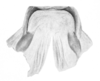 Ceuthophilus (Ceuthophilus) yavapai Hubbell, 1936: Fig. 7. Epiphallus. (Otu).