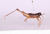 CollectionObject 1572199; eb648f0f-2c6f-43f5-85ab-5bb112a2c1b0: male, lateral view (holotype). (CollectionObject).