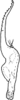 Stylus: !! display not done !! on Alebrasca expansa (Dworakowska, 1995): Stylus or paramere. (Observation).