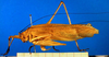 female, lateral view (holotype). Depicts CollectionObject 1500613; 988056b6-7810-4da1-ad32-83d9af9af3df, a CollectionObject.