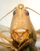 CollectionObject 1505669; e28bcb11-7e21-42cc-8942-6a6c130ea64a: male face (syntype of Ruspolia brevipennis). (CollectionObject).