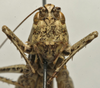 CollectionObject 1535172; df5ab340-c00d-4f67-9f92-e4800fb6bdb8: male face (holotype). (CollectionObject).