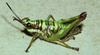 Talamancacris palustris Rowell, 1995: female. (Otu).