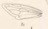 Forewing: !! display not done !! on Tropidarnis tectigera Fowler, 1895: (Observation).