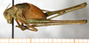 male, lateral view. Depicts CollectionObject 1532991; 79f43a5e-e047-4eb5-a1a8-d024c16442ef, a CollectionObject.