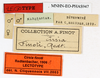 CollectionObject 1587071; e2eb919c-a4c7-451a-94cb-84090861412e: copyright MNHN, Paris. male, data labels (lectotype). (CollectionObject).