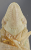 Head on Dicyphonia plura Beamer, 1936: Head/Face. Immature, Paratype. (Observation).