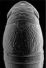 Head: !! display not done !! on Paraclorindaia pinguis Zahniser, 2021: female head to abdominal segment V, dorsal view. (Observation).