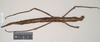 CollectionObject 1563684; 78ad9da3-1f62-4002-9661-90faa8305f48: copyright Natural History Museum, London. female (paratype). (CollectionObject).