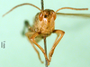 CollectionObject 1501437; 7943eb4b-acb2-4262-be36-896286e7d6e1, DORSA BA000630S01: male, frontal view (holotype). (CollectionObject).