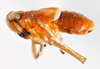 Habitus, lateral view: !! display not done !! on Pissonotus binotatus Spooner, 1912: (Observation).