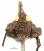 CollectionObject 1506730; 8439566a-1f36-4583-890c-f9beda921d9d: male, frontal view (holotype). (CollectionObject).