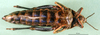 CollectionObject 1502753; 1c96d15b-71f1-4384-8f5c-8247ebf93539, DORSA BA000828S02: female, ventral view (allotype of Nocaracris cyanipes ornatus). (CollectionObject).
