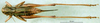 female, dorsal view. Depicts CollectionObject 1501702; ee9e2143-682f-4e39-b0c2-ff9e199114ca, a CollectionObject.