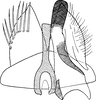 Subgenital plate: !! display not done !! on Taurotettix (Callistrophia) elegans elegans (Melichar, 1900): Subgenital plate. (Observation).