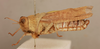 CollectionObject 1477996; 078497b0-3db3-419b-930b-58959c47dd16: male, lateral view (syntype). (CollectionObject).