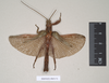CollectionObject 1561348; NHMUK(SF IMPORT DUPLICATE) 845172-845173, 023e3109-caa2-4943-bf8c-569cbda484df: copyright Natural History Museum, London. male of Prisopus berosus (syntype). (CollectionObject).