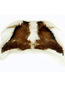 Forewing: Female internal sternum VIII.<br>U.S.A., Utah, Washington Co., Snow Canyon State Park, INHS.<br> Photo: S. Krishnankutty. (Observation).