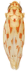 Habitus, dorsal view: Habitus (paratype, KSEM collection). (Observation).