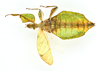 CollectionObject 1591400; f83fe4c5-6344-4ab7-aae9-773e65d72403: copyright IMQC Montreal. female, ventral view (holotype). (CollectionObject).